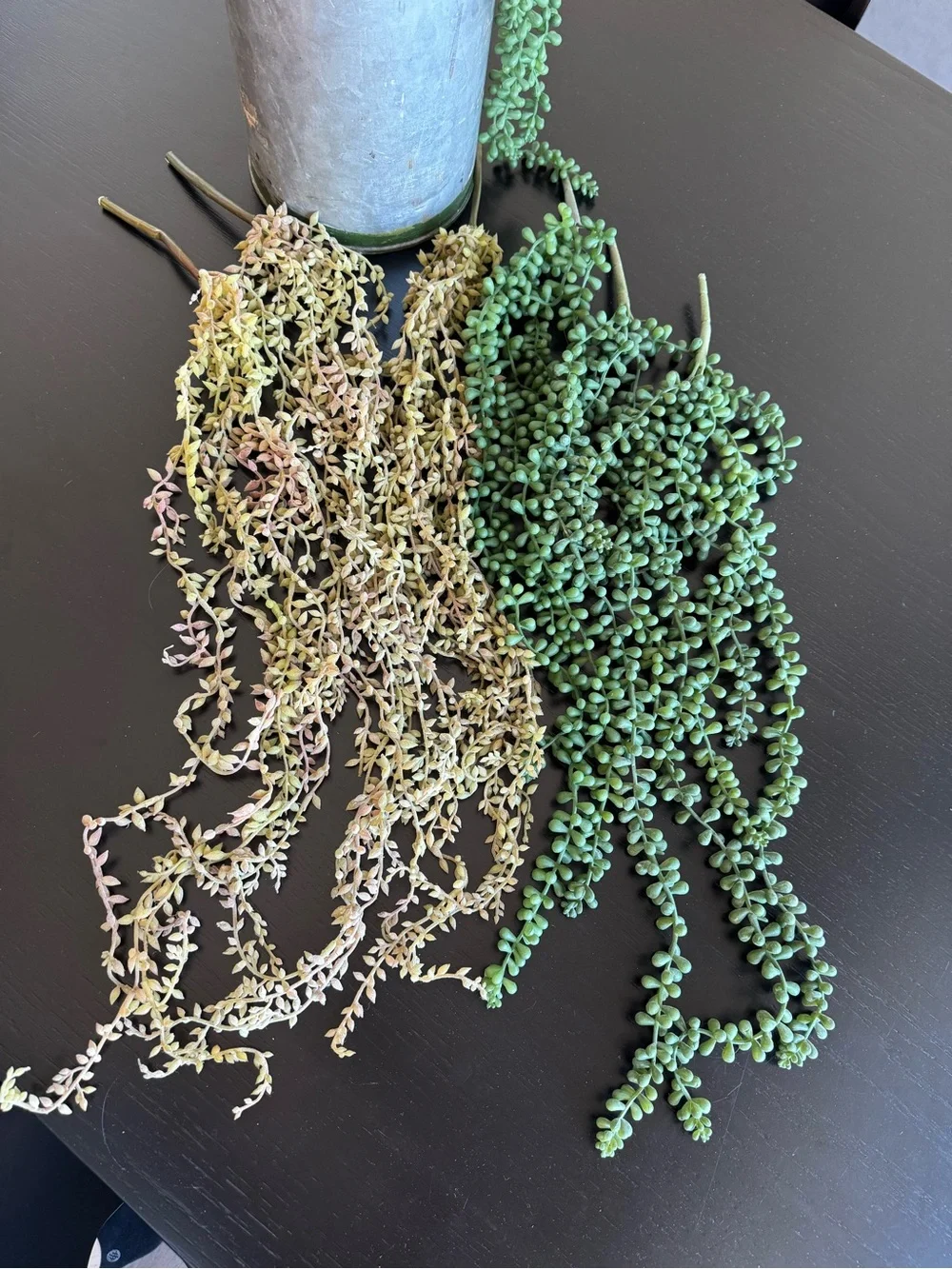Faux Succulent Hanging Stem - Green and Cream